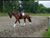 dressage horse Dacido 2 (Holsteiner, 2016, from Dinken)