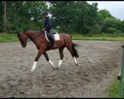 dressage horse Dacido 2 (Holsteiner, 2016, from Dinken)