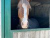 Springpferd Principal Girl 3 (Deutsches Reitpony, 2010, von Principal Boy)