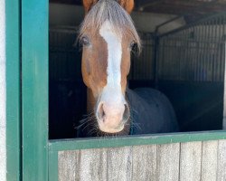 jumper Principal Girl 3 (Deutsches Reitpony, 2010, from Principal Boy)