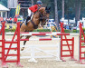 jumper Lesodero (Oldenburg show jumper, 2009, from Lordanos)