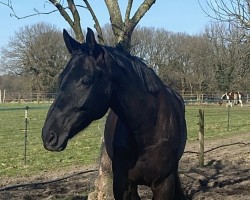 dressage horse My Golden Treasure Sancho (Oldenburg, 2019, from Maracana)