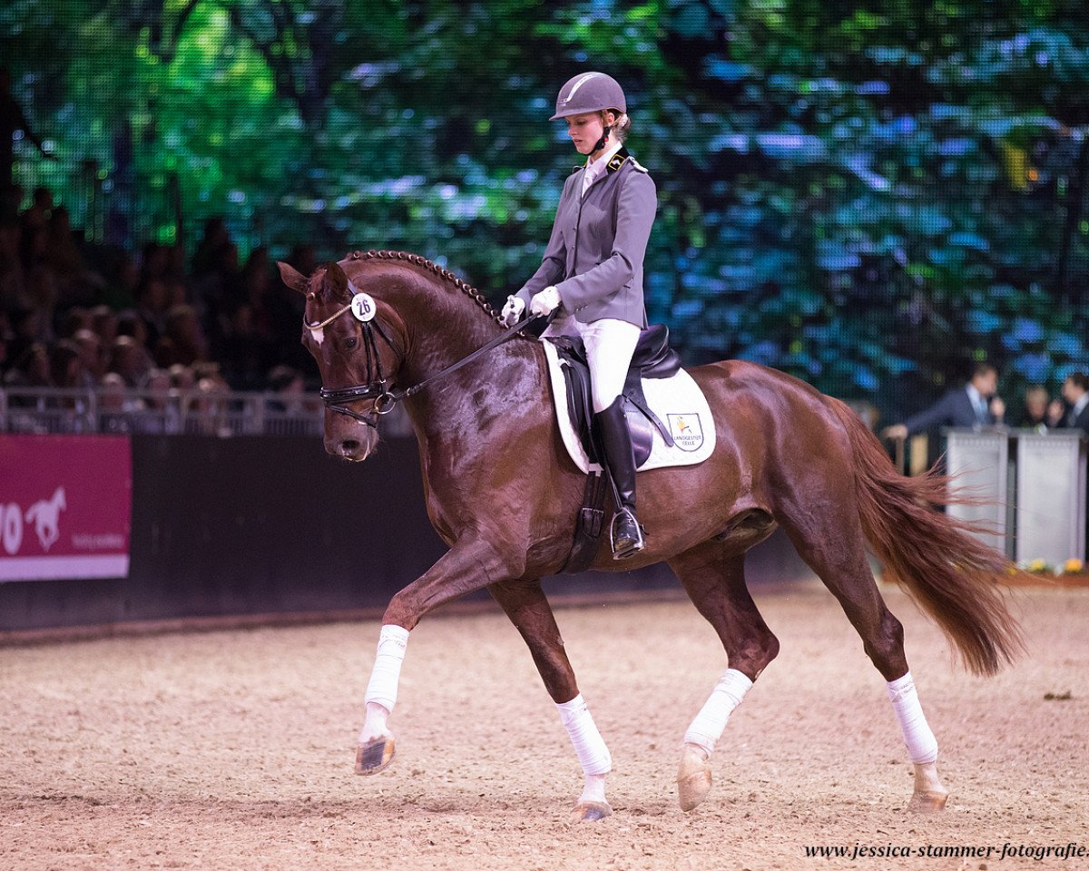 Deckhengst Finnigan (Hannoveraner, 2013, von Fuechtels Floriscount OLD)