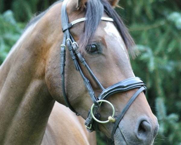 dressage horse D´Artagnan (Hanoverian, 2018, from Da Costa)