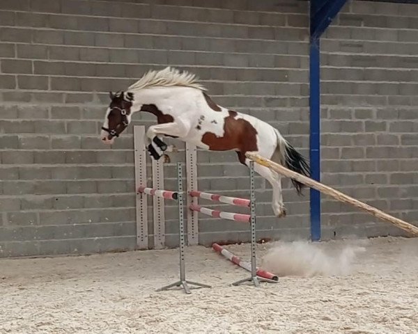 stallion Hidalgo d'Orcenais (Selle Français, 2017, from Ulyss Morinda)