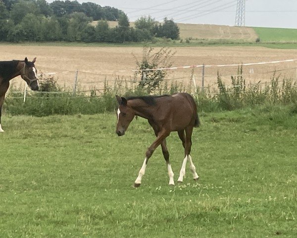 jumper Arden of warwick (Hanoverian, 2024, from Asagao xx)
