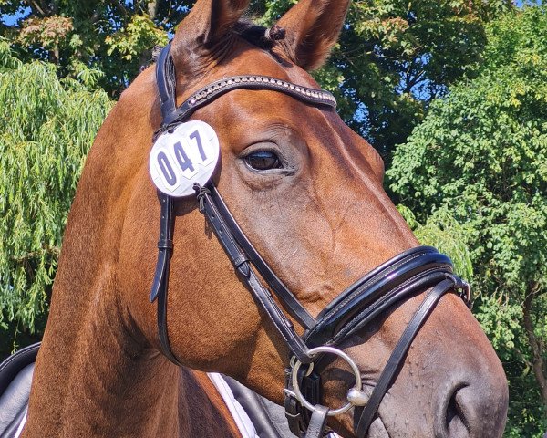 broodmare Berlivia (Mecklenburg, 2017, from Bernay)