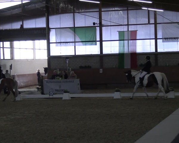 Reitturnier Hellefeld 2025