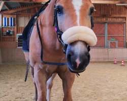 dressage horse Pedro 1128 (Pony without race description, 2010)