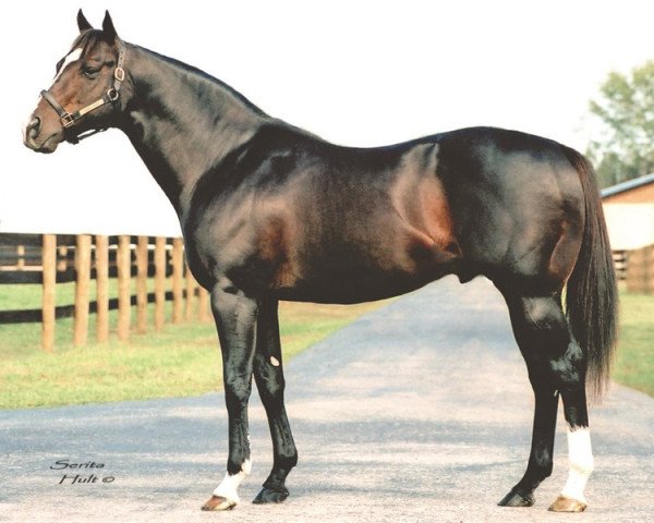 stallion Double Honor xx (Thoroughbred, 1995, from Gone West xx)