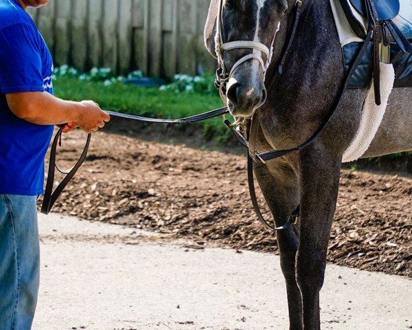 horse Steinbeck xx (Thoroughbred, 2019, from Frosted xx)