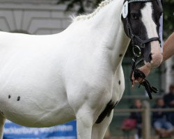 broodmare GP Ulicia (Lewitzer, 2007, from Usar)