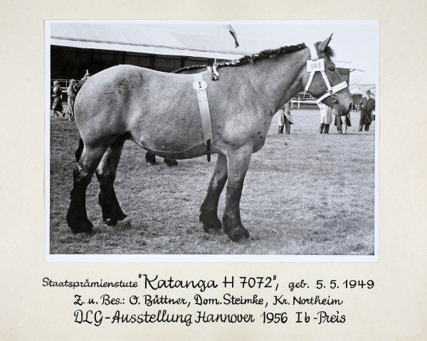 Zuchtstute Katanga H 7072 (Rheinisch-Deutsches Kaltblut, 1950, von Gambert H 928)