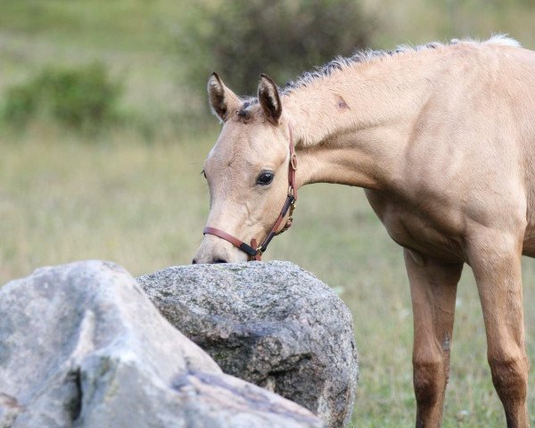 dressage horse Soel‘rings Charm of Colour (German Riding Pony, 2020, from Crown Charm of Royal)