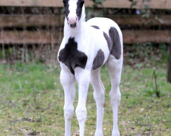 dressage horse Soel‘rings Jazzdance (German Riding Pony, 2020, from Kent Nagano WE)