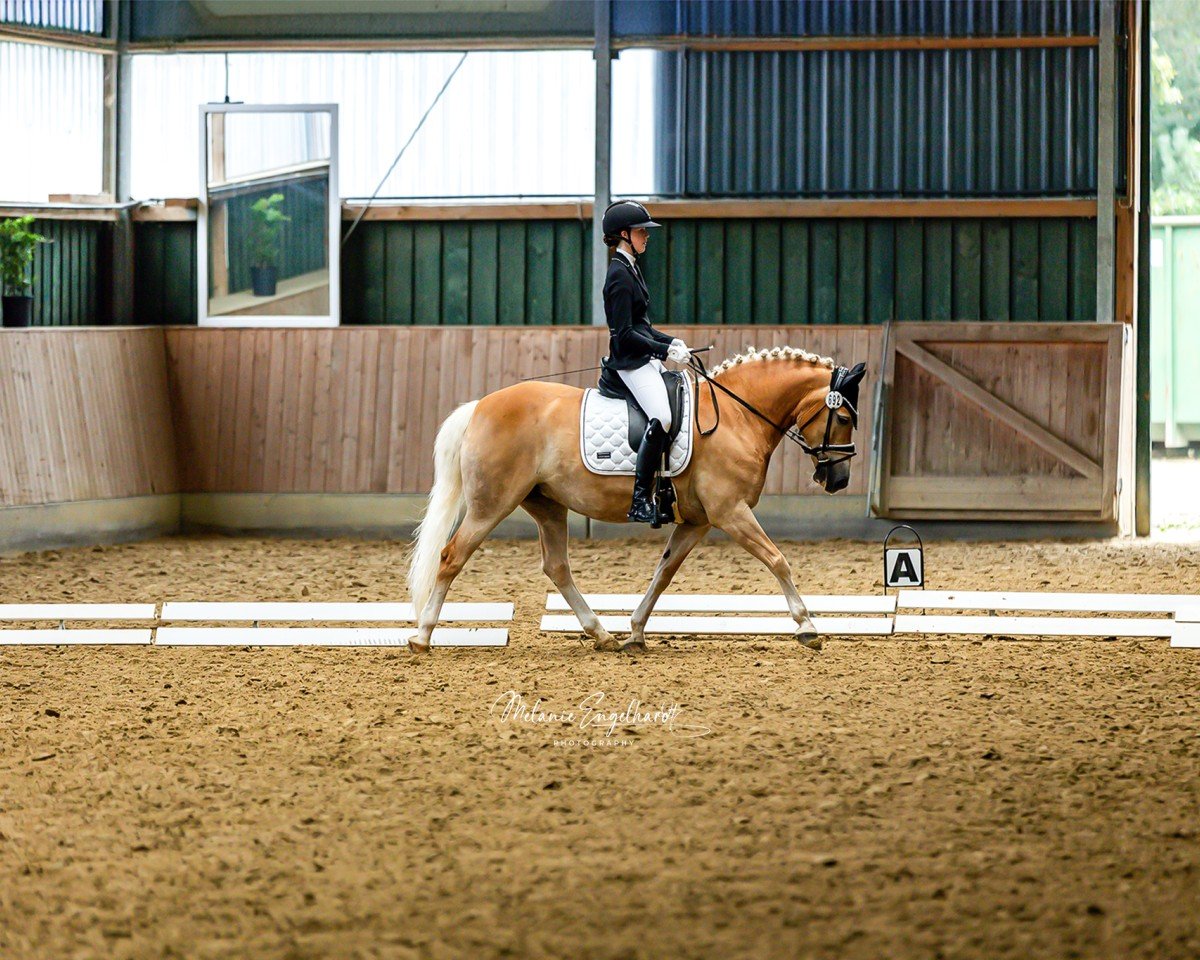 dressage horse Rowena 29 (Haflinger, 2007)