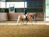 dressage horse Rowena 29 (Haflinger, 2007)