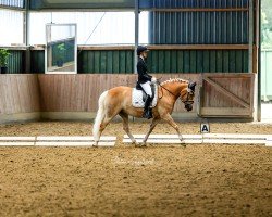 Dressurpferd Rowena 29 (Haflinger, 2007)