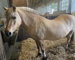 broodmare Lisa (Fjord Horse, 1993, from Thor)