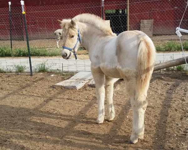 Pferd Prairie Home Fjords Rena (Fjordpferd, 2015, von Kjor Hunter)