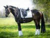 dressage horse Belly Dance (Hanoverian, 2016, from Beniro)