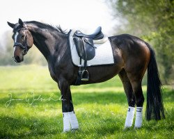 dressage horse Belly Dance (Hanoverian, 2016, from Beniro)