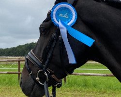 dressage horse Douglas 262 (German Warmblood, 2016, from Dancier)