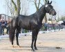 dressage horse Fürst Filomeno (Oldenburg, 2012, from Fürstenball)