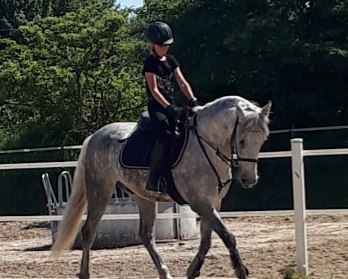 dressage horse Bonito Nl (Pura Raza Espanola (PRE), 2015)