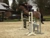 jumper Colorado WH (German Riding Pony, 2011, from FS Champion de Luxe)