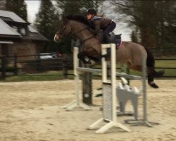 Springpferd Colorado WH (Deutsches Reitpony, 2011, von FS Champion de Luxe)