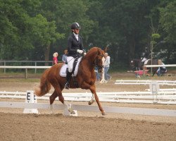 stallion No Escape (German Riding Pony, 2017, from Heidbergs Nancho Nova)