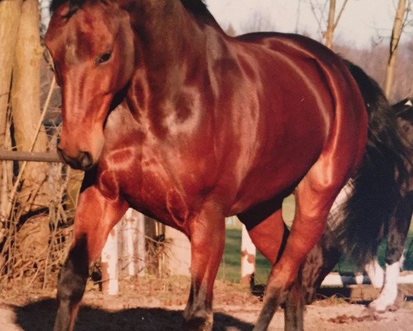 Pferd Whisky Soda (Westfale, 1995, von Wachhorst)