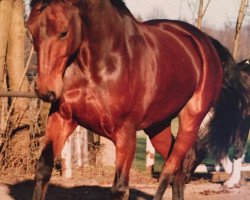 Pferd Whisky Soda (Westfale, 1995, von Wachhorst)