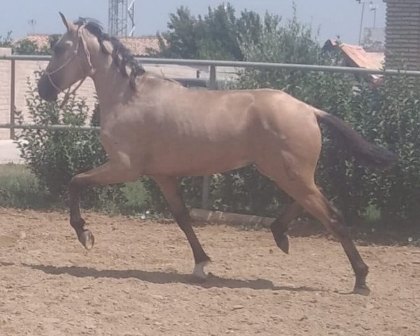 Pferd GULOSO (Lusitano, 2019)