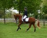 dressage horse Tequila 276 (German Riding Pony, 2007, from Der Harlekin B)