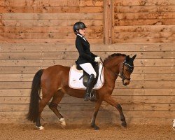 Dressurpferd Little Miss Sunshine 9 (Deutsches Reitpony, 2015, von Giglberg Spotlight)