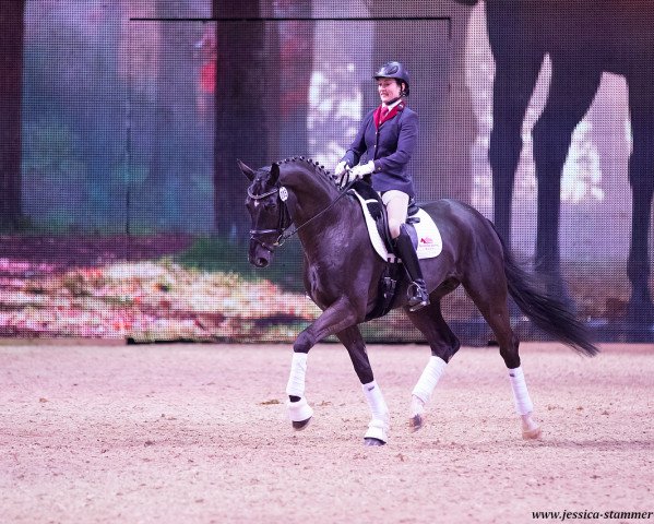 stallion Da Silva (Hanoverian, 2012, from Desperados FRH)