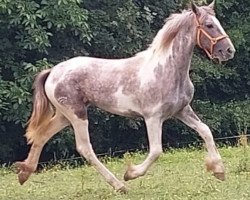 broodmare Alabama de Finca Barroco (Pinto,  )