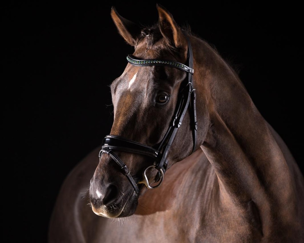dressage horse Sweet chocolate 2 (Oldenburg, 2009, from Soliman)