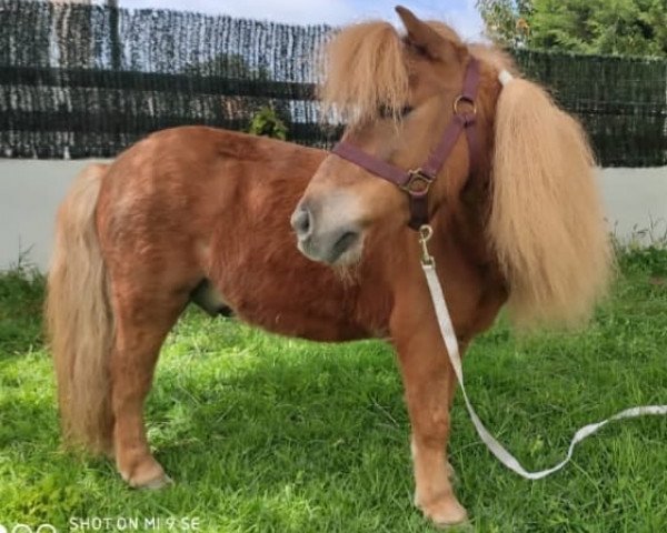 horse Lucero (Shetland Pony, 2006)