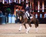 stallion Ben Kingsley (Hanoverian, 2010, from Benetton Dream FRH 1301)