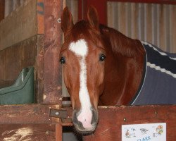 jumper Clark S (Hanoverian, 2016, from Casalido)