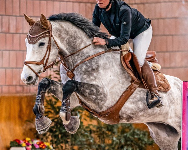 Springpferd Onno 15 (KWPN (Niederländisches Warmblut), 2019, von Colman)