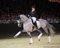 stallion Belantis (German Sport Horse, 2009, from Benetton Dream FRH 1301)