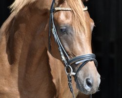 stallion Camar Qazim Rouge (Trakehner, 2019, from Le Rouge 7)