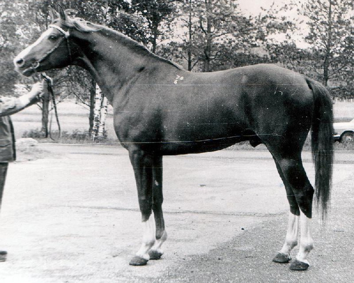 stallion Homeras (Russian Trakehner, 1978, from Privet)