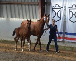 horse Cadillac Lw (Holsteiner, 2021, from Cardentos)