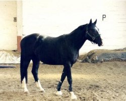 stallion Irioso du Montois (Selle Français, 1996, from Urville du Montois)