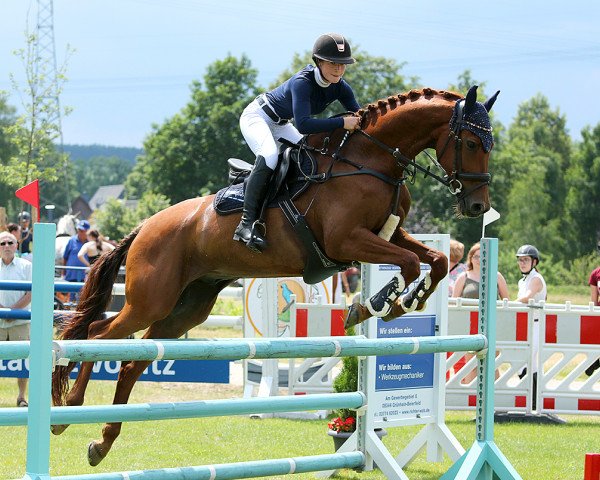 dressage horse Fürst Uphill M (KWPN (Royal Dutch Sporthorse), 2010, from Uphill)